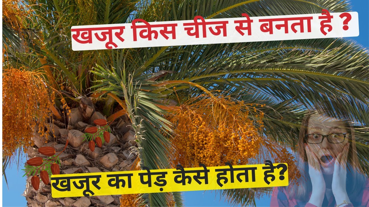 What Are Dates Made From