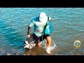 ☑️ Pescando GRANDES LISAS con red en río & mar - Red lleno de peces | Amazing net full of fish