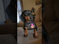 Dachshund Attitude Shorts Dog Dachshund Attitude Dachshund Attitude Shorts Dog Dachshund Attitude