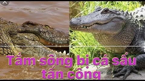Giải trí tổng hợp (official) tắm sông bị cá sấu tấn công