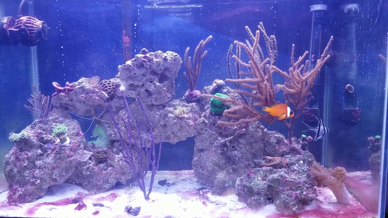 20H reef tank 