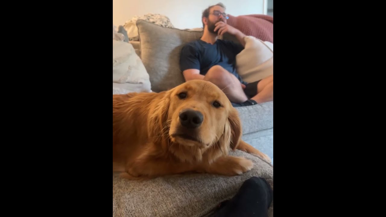 The Golden Retriever Are So Dramatic Dog Funny Dogs Pet Foryou Funnydog Funnyanimals