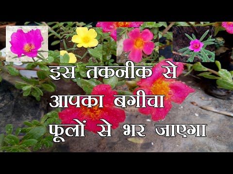 Easy technique for grow portulaca || रोज मॉस उगाने की सबसे आसान तरीका || Gardening tips