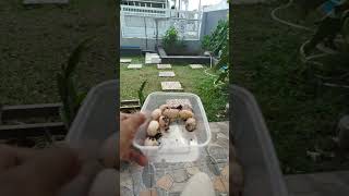 Panen Telur Kura Brasil lalu Proses Inkubasi #turtlewatching #tortoise #turtle #kurakura