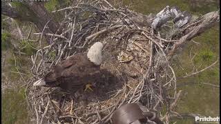 F23 with a squirrel. Doesn't give it to M15, ate it /10:04/ 2024-05-17 / Southwest Florida Eagle Cam