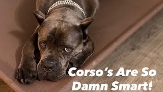 A Corso, His New Bed & A New Command