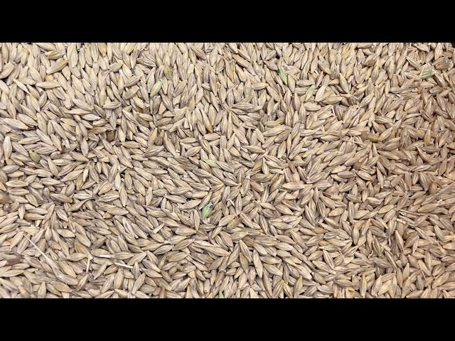 Moisture Conditions in Saskatchewan Barley Crops This Year