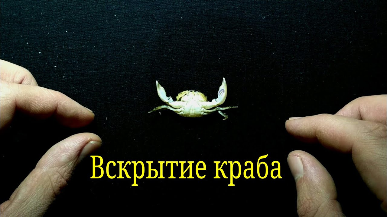 Эффект краба. Голландский краб.