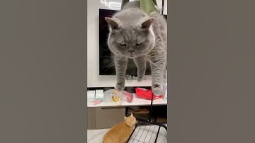 Những Clip Triệu View Tiktok , Hài Hước Của Thú Cưng (P9) #shorts