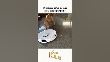 CÓ PHẢI ROBOT HÚT BỤI QUÁ MẠNH HÚT CẢ CHÚ MÈO CON VÀO MÁY