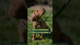 How to introduce a puppy to chickens  #shorts  #chickencoop #chickenkeeping #homestead