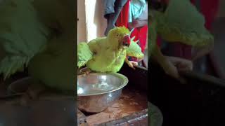 parrot funny video ?|mittu playing with waterringneckparrot shortsvideo shorts funnyshorts