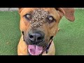 Removing Monster Mango worms From Helpless Dog! Animal Rescue Video 2023 #81 #dog #dogrescue #154