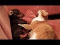 Dachshund playing with cat
