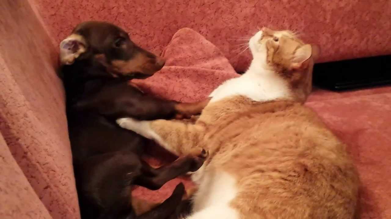 are dachshunds good with cats