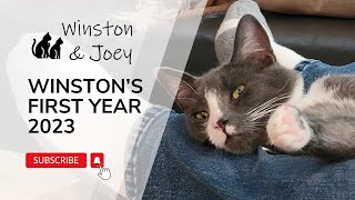 Winston's First Year In Review (2023) #adorablecat #catlover #cutekitty #WinstonAndJoey