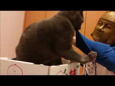 大仏が「大仏パワー注入」してくるから襲撃したった! - YouTube