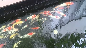 Koi pond (Tronjava)
