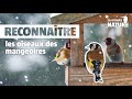 Reconnatre les oiseaux de la mangeoire no 370