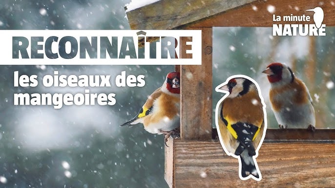 Nourrir les Oiseaux du Jardin - Guide pratique - Louernos Nature