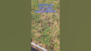 CÚC 7 MÀU ĐÀ LẠT TRUYỀN THỐNG #cuc7mau #cucdalat #cucmagic #cucindo