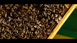 Firma Pszczelarska Łysoń Polska