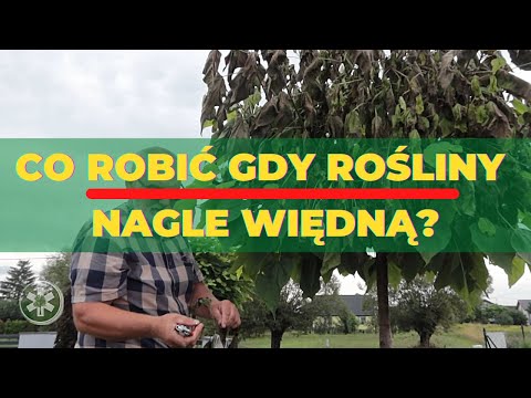 Wideo: Czy rośliny mogą wrócić po więdnięciu?