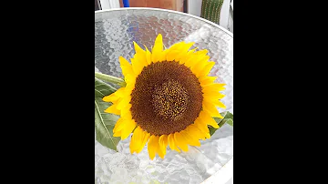 Como desidratar flor de girassol?