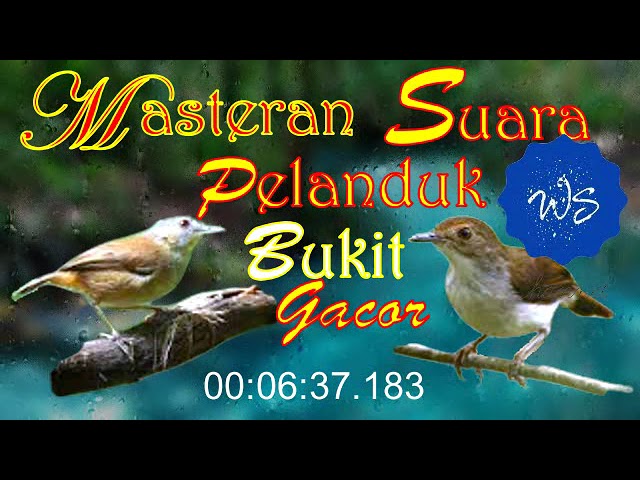 Masteran Suara Pelanduk Bukit gacor | full isian | #kicaumania #burungkicau #plandukbukitgacor class=