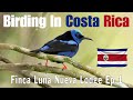 Birding In Costa Rica at Finca Luna Nueva Lodge Ep.1