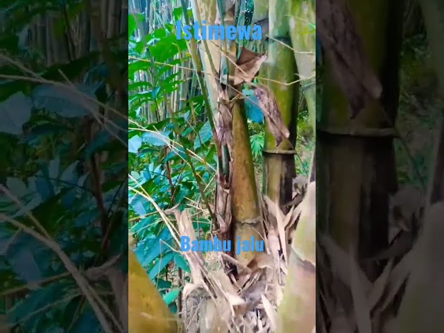 bambu Jalu jawa #shortvideo #bambu unik class=