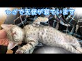 【保護猫】ただただかわいい子猫の寝顔～もふもふのおなか・肉球サービスなど～【生後57日】Sleeping face of a cute kitten