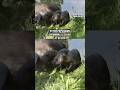 Otter pups begin swimming lessons at UK zoo