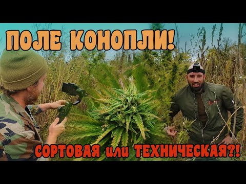 Целое ПОЛЕ КОНОПЛИ! Техническая или СОРТОВАЯ?