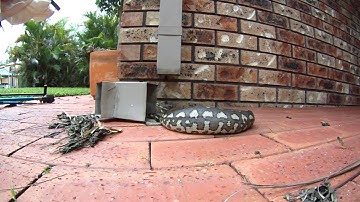 Carpet Python Relocation