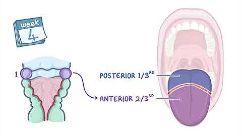Development of the Tongue