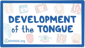 Development of the Tongue