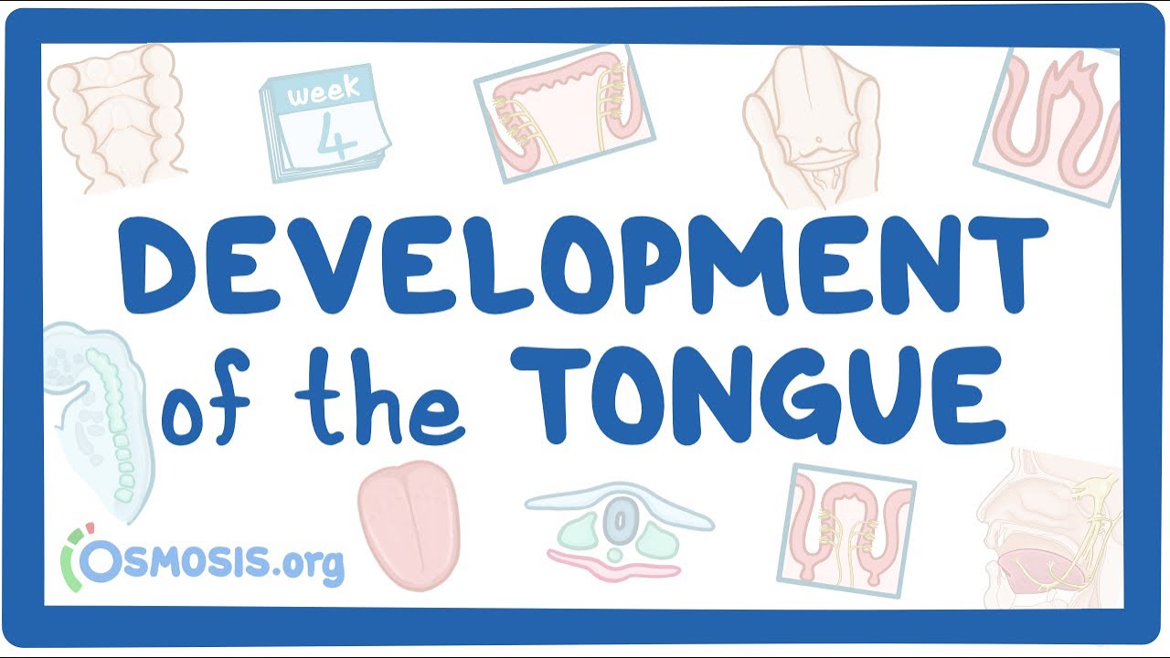 Development of the Tongue
