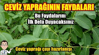 CEVİZ YAPRAĞININ FAYDALARI / Ceviz Yaprağı Çayının Faydaları Resimi