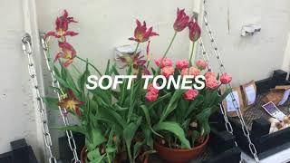 Video thumbnail of "Soft Tones - Single"
