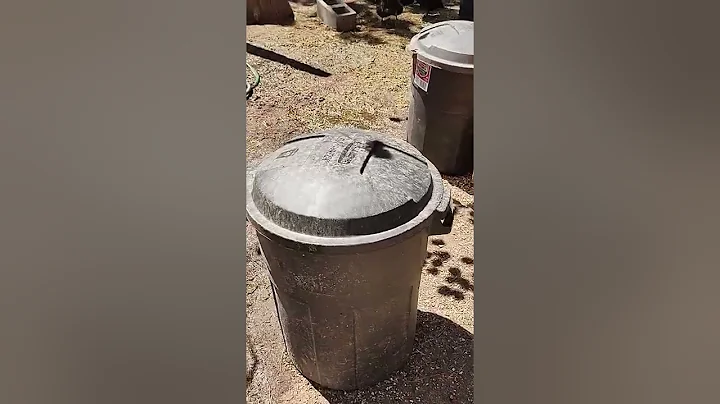 The testament to the chicken.....
