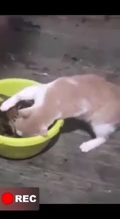 kucing KEJEPIT KEPITING kocak bangettt😁