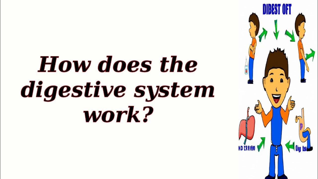 How does the digestive system work youtube