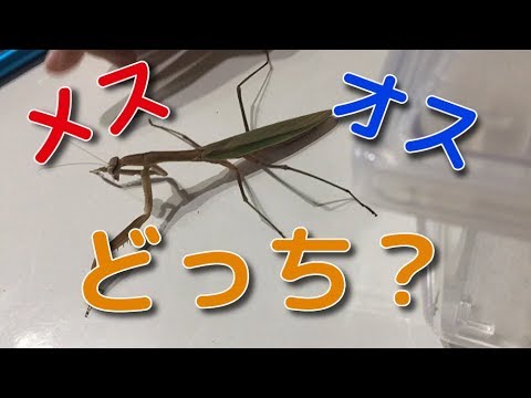 大カマキリのオスとメスの違い 見分け方 Praying Mantis Youtube