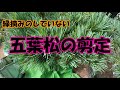 【五葉松の剪定】風通しよくして害虫がつきづらい剪定をしています