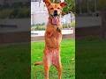 A dog has two legs 😯😭||  #facts #viral #shorts #shortsfeed #dog