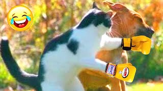 Funny animals video. Best moments with cats and dogs. Funny Animals Channel - Part 3 by Funny Animals Channel 4,366 views 1 year ago 10 minutes, 8 seconds