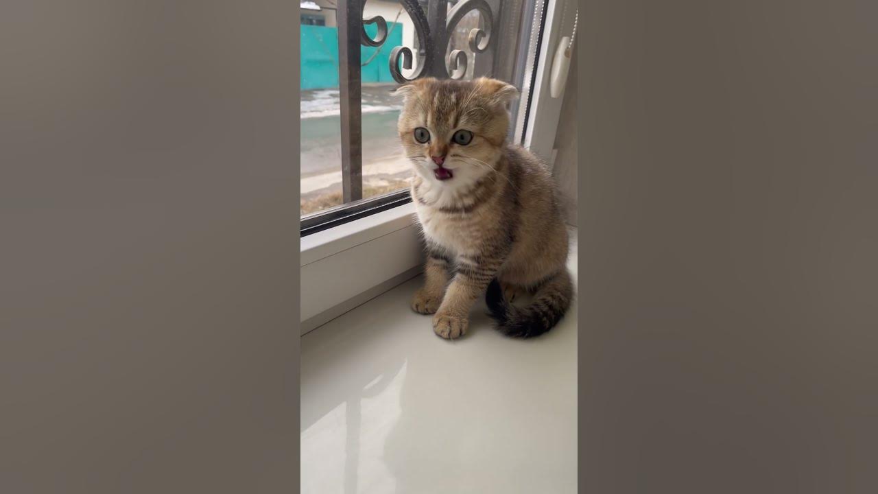 Кошечки - YouTube