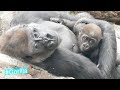 Gorilla Father Follows His Baby