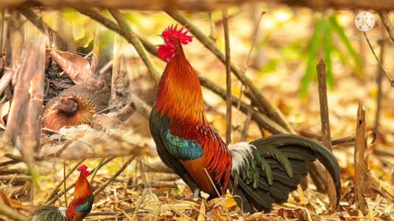 suab​ qaib​ qua​ 2022